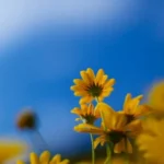 dovolena-dnes-12-kvetna-co-nemuzete-delat-kdo-ma-andelsky.webp.webp